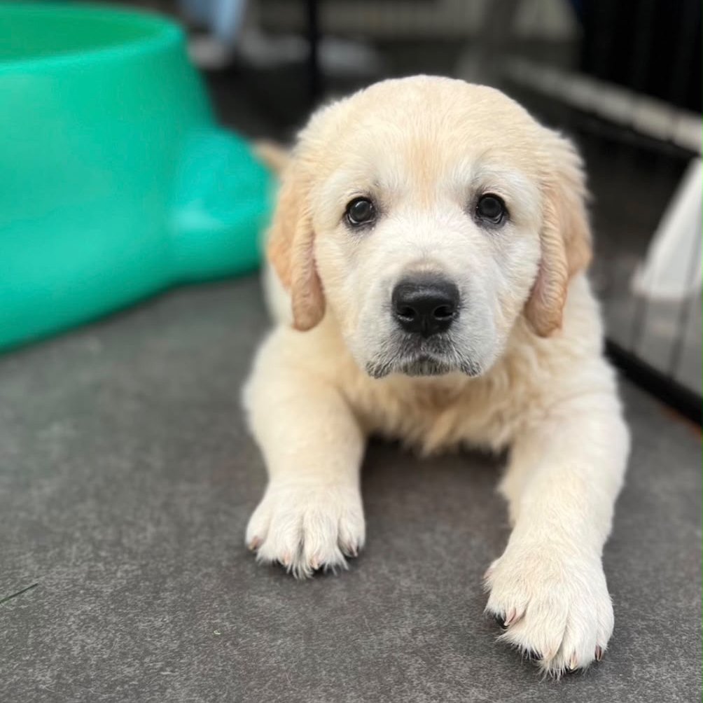 Bruno, Cream Golden Retriever puppy