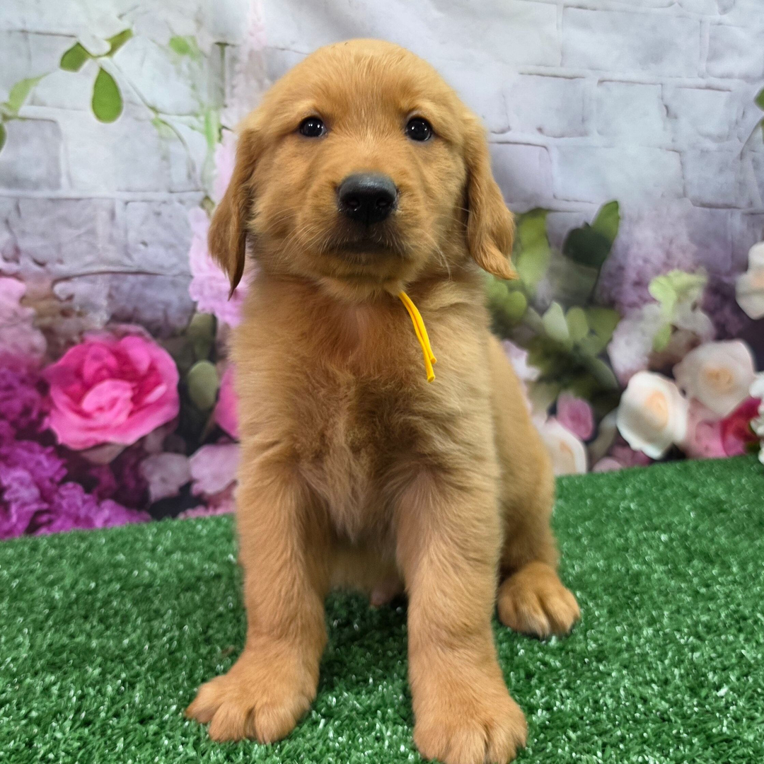 Chloe, Cream Golden Retriever puppy