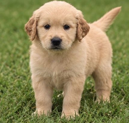 Daisy, Cream Golden Retriever puppy