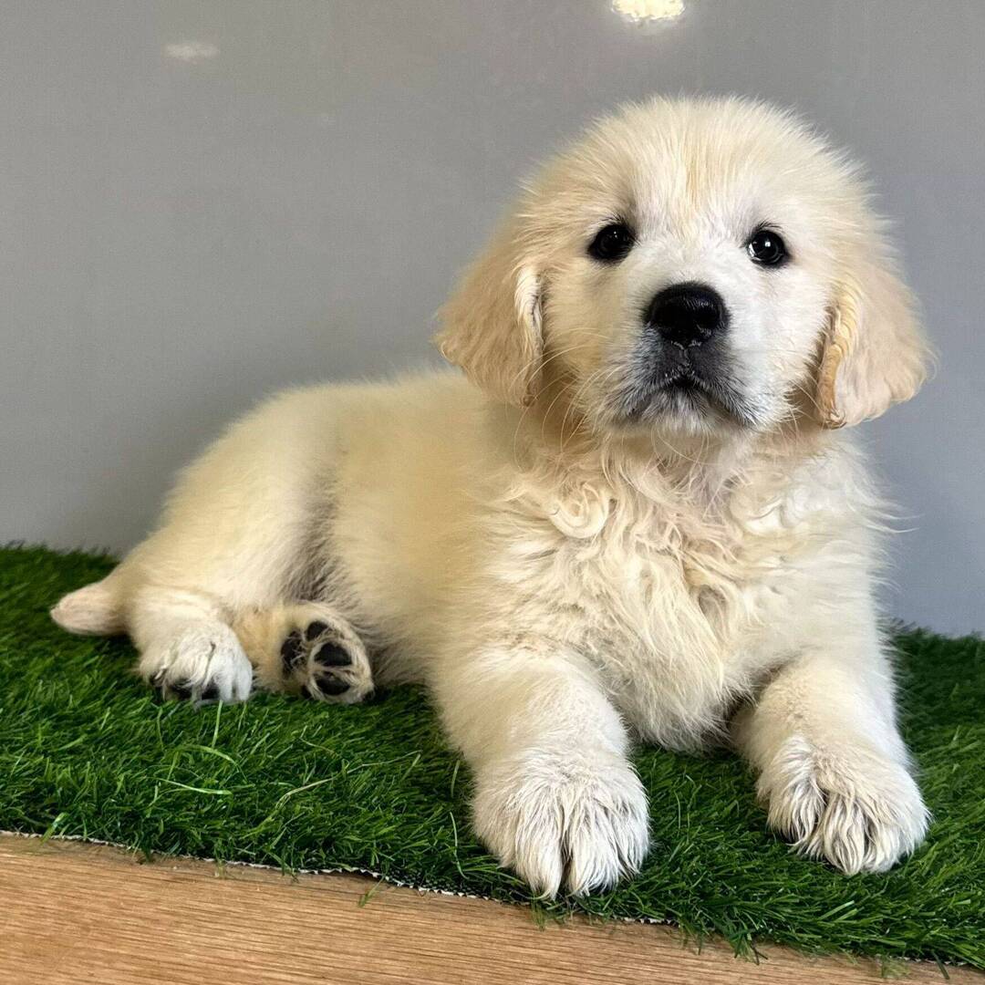 Charlie, Cream Golden Retriever puppy
