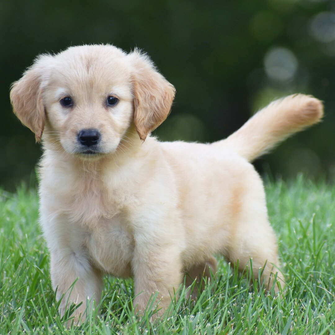 Milo, Cream Golden Retriever puppy