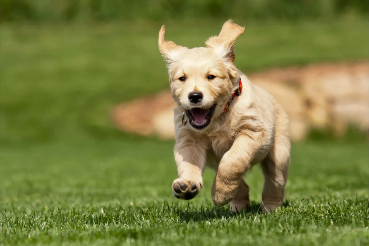 Golden Retriever puppy running across grass