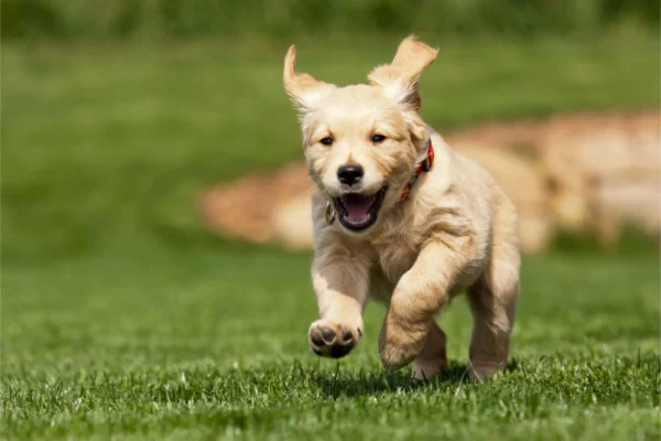 Golden Retriever puppy running across grass