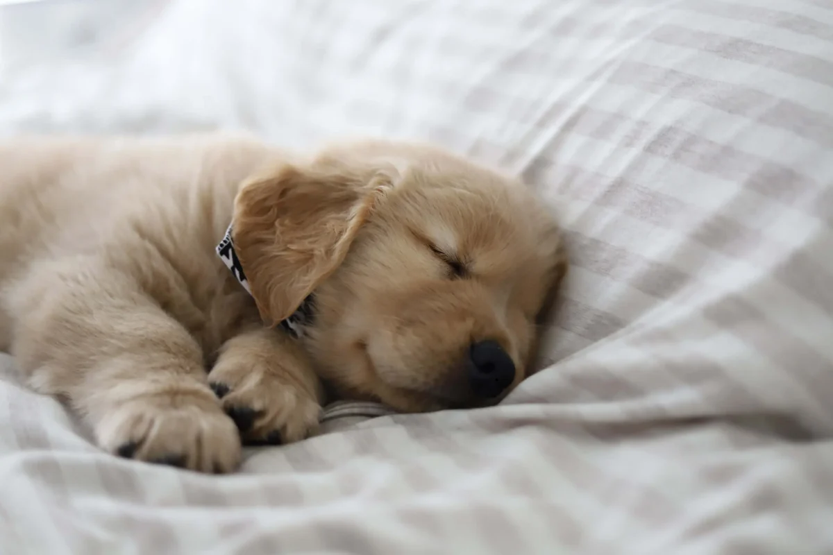 Golden Retriever puppy resting on a bed