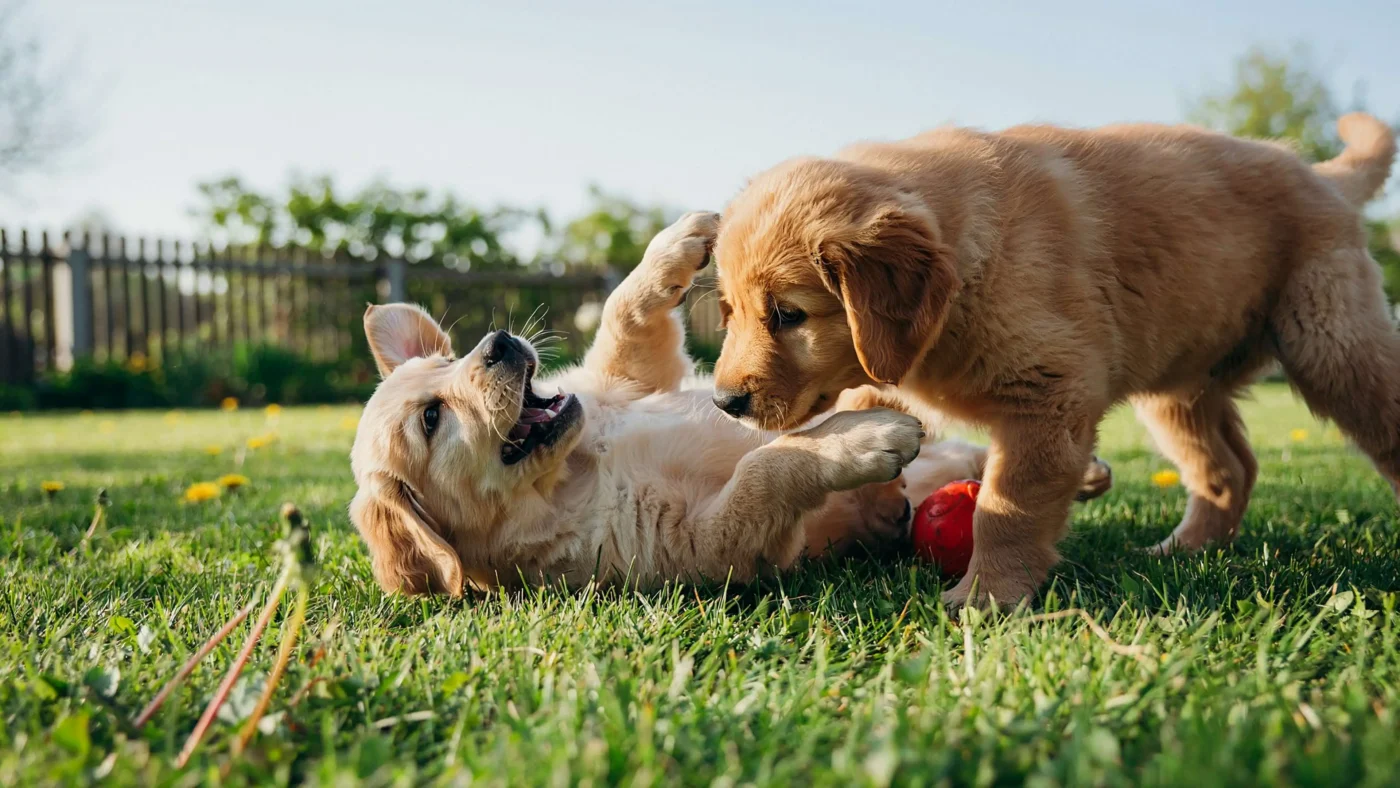 Golden Retriever and puppy playing on grass