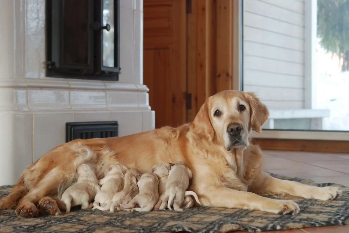 Golden Retriever resting with puppies inside a home