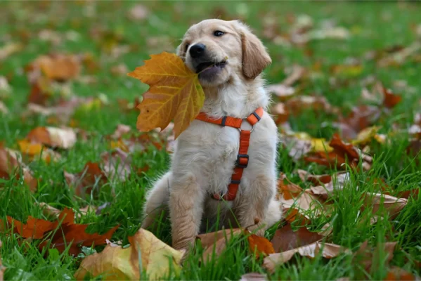Golden Retriever puppy holding an autumn leaf