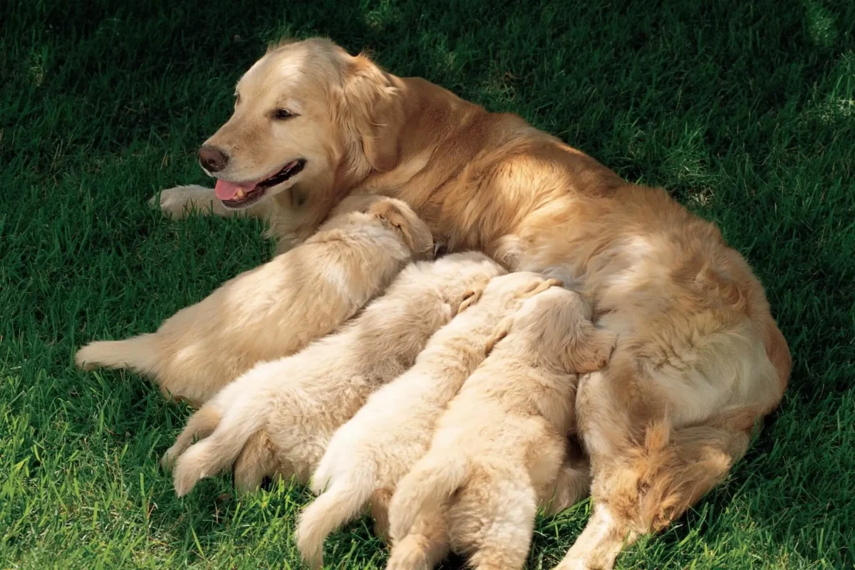 Golden Retriever nursing puppies on grass