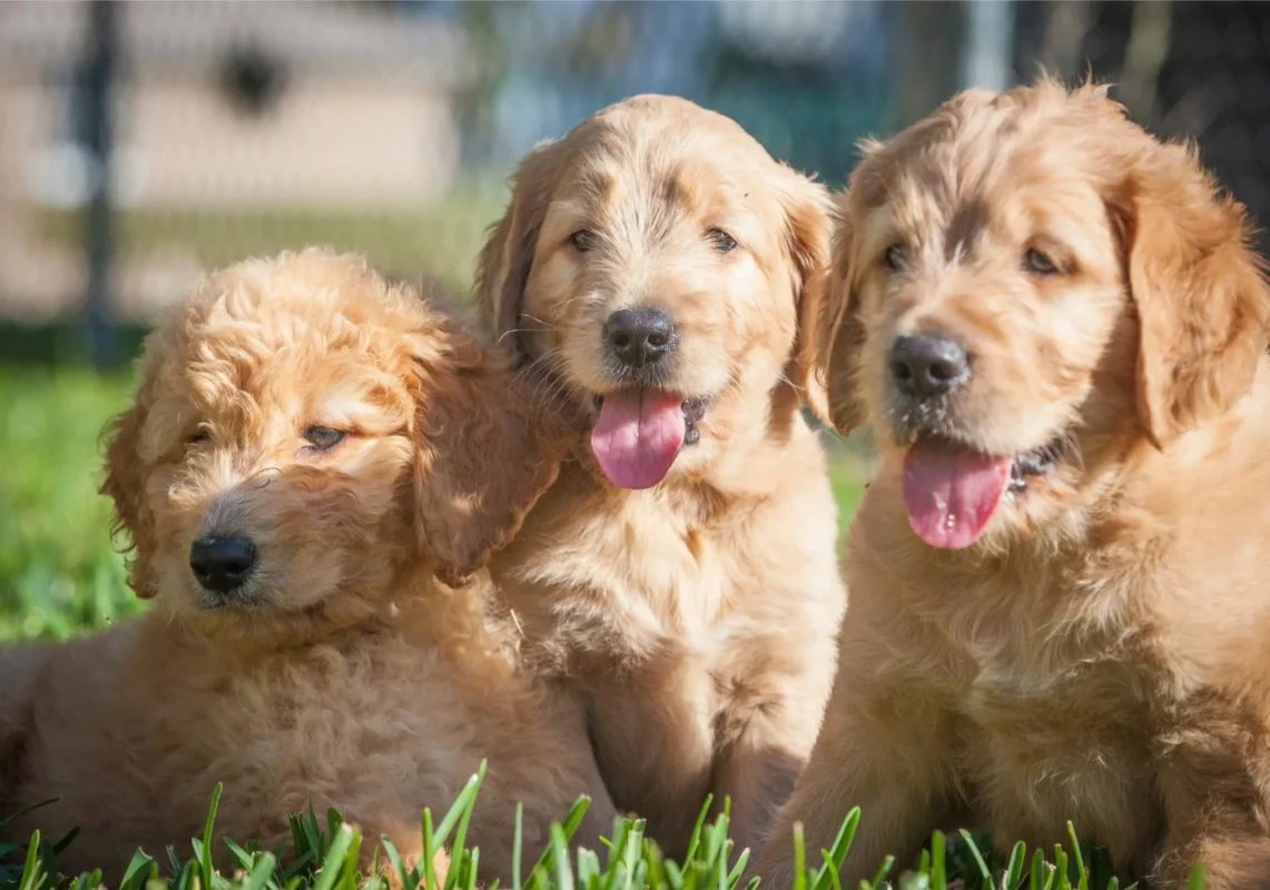 Three Golden Retriever puppies sitting together outside