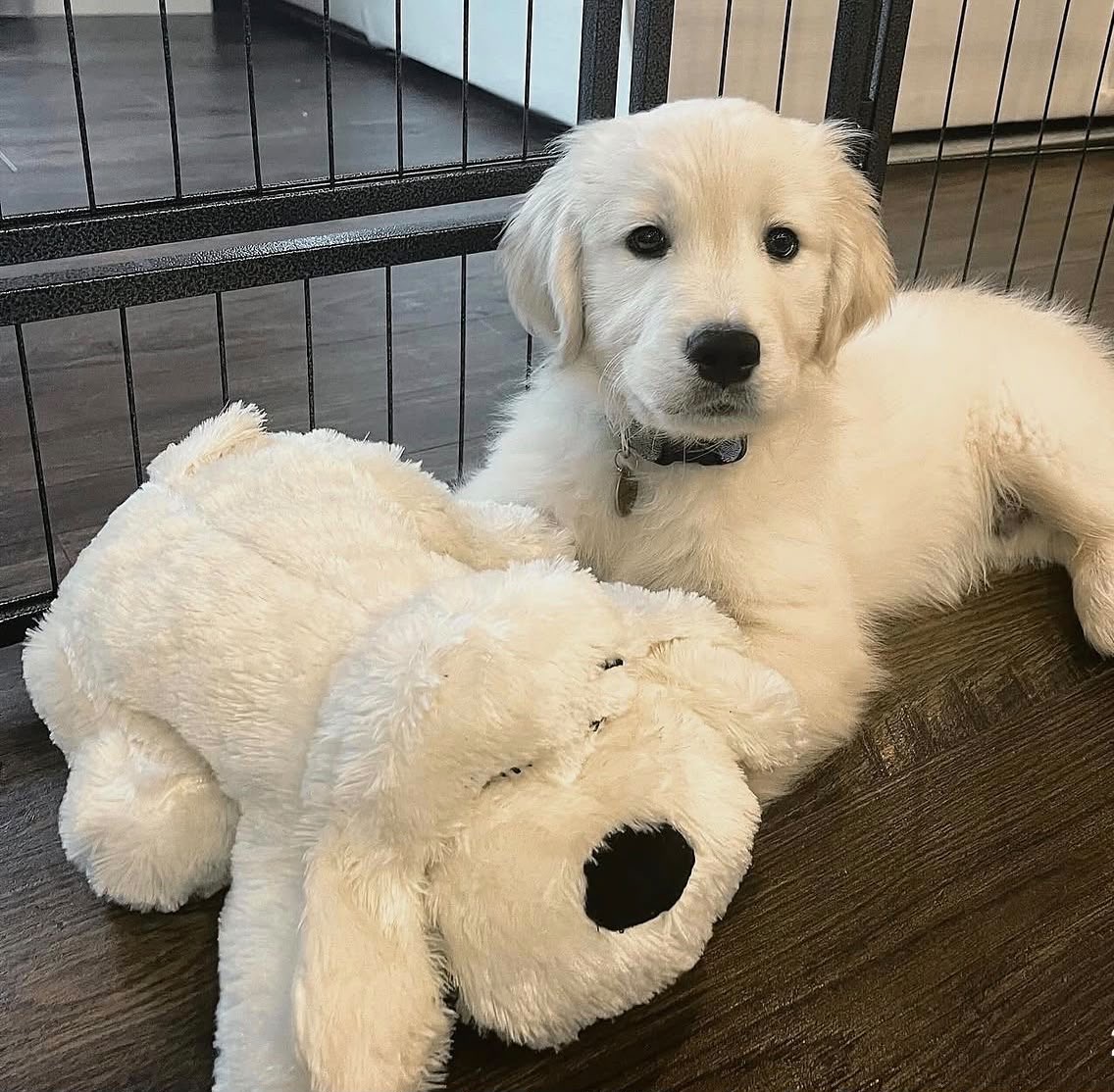 Luna, Cream Golden Retriever puppy